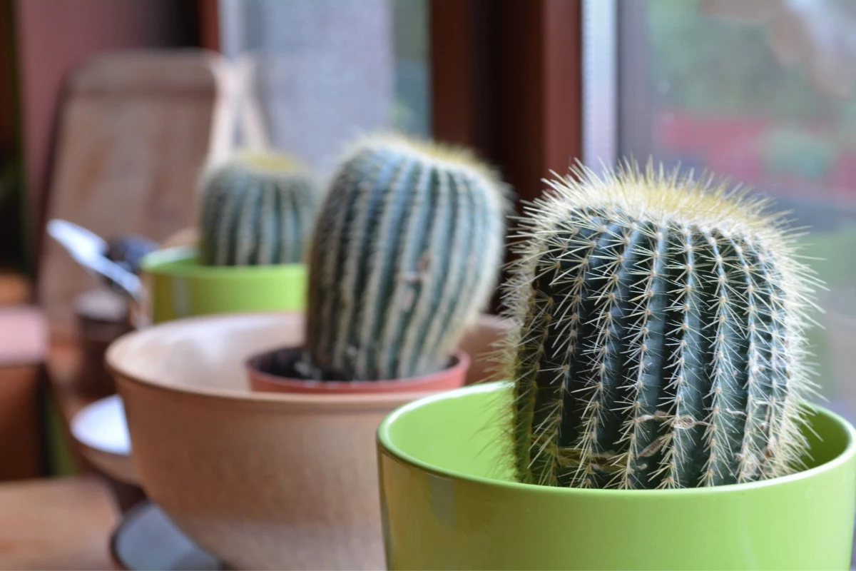 Cactos A Beleza Espinhosa Que Pode Secar Sua Vida