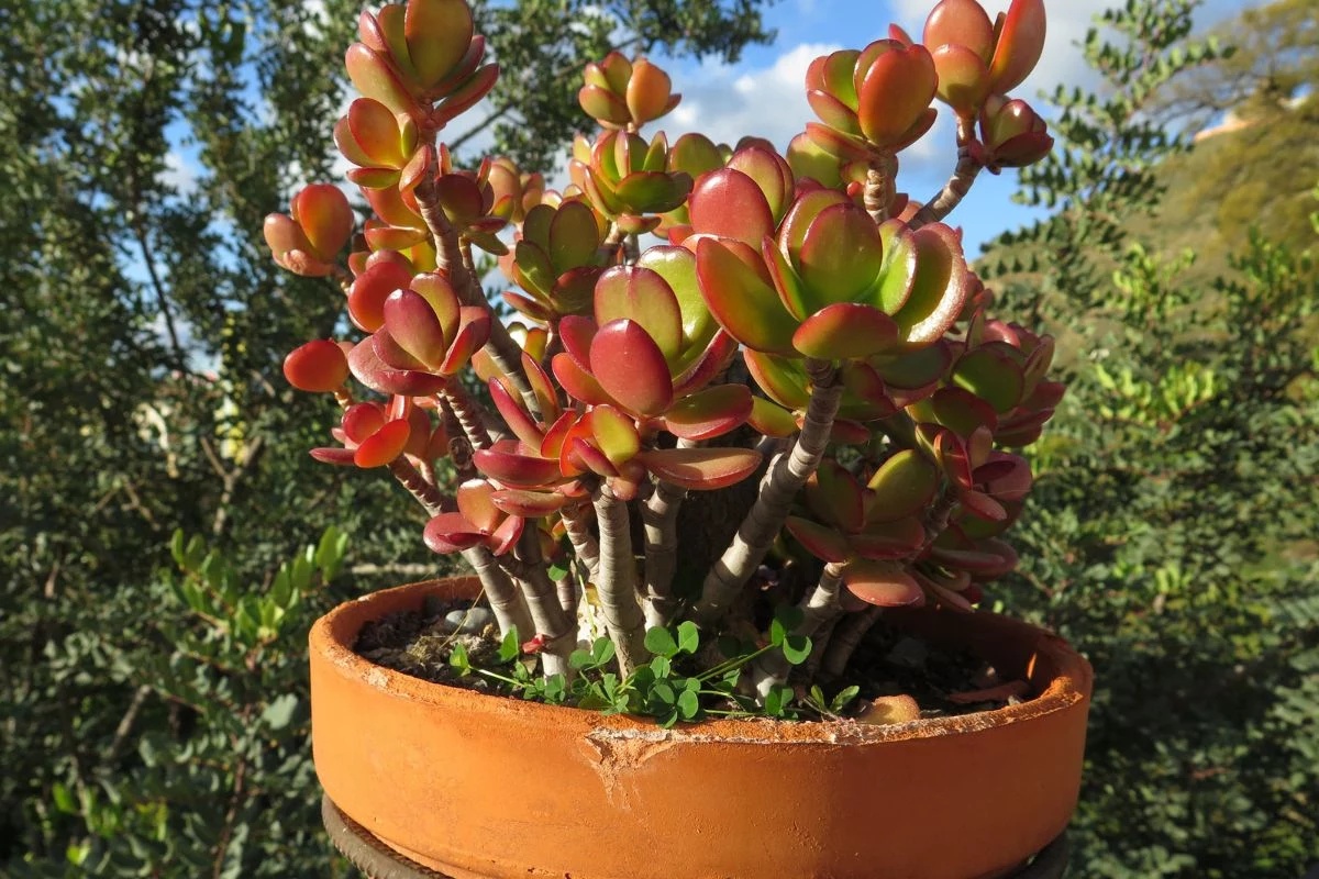 Crassula Ovata (Jade)