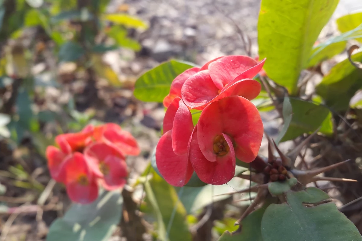 Flores com Espinhos A Dupla Face da Beleza