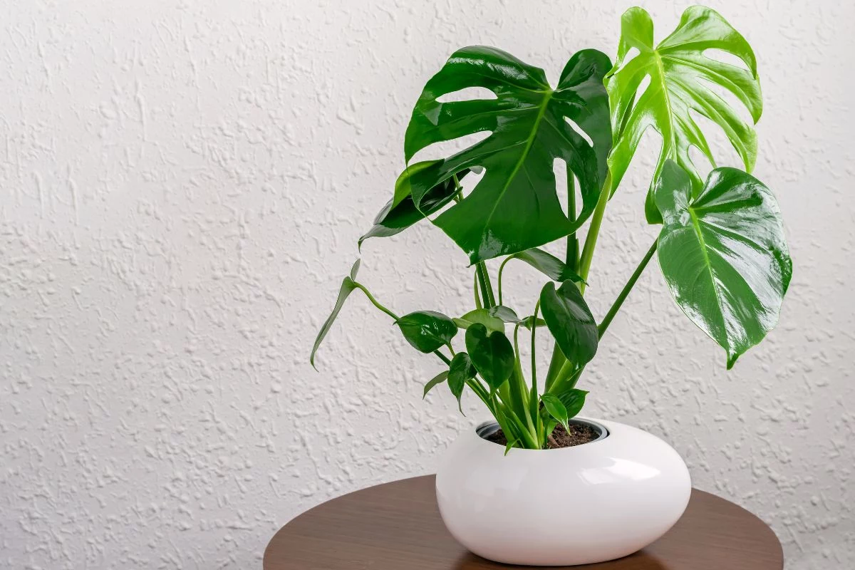 Monstera Deliciosa_ Declaração de Estilo e Purificador de Ar