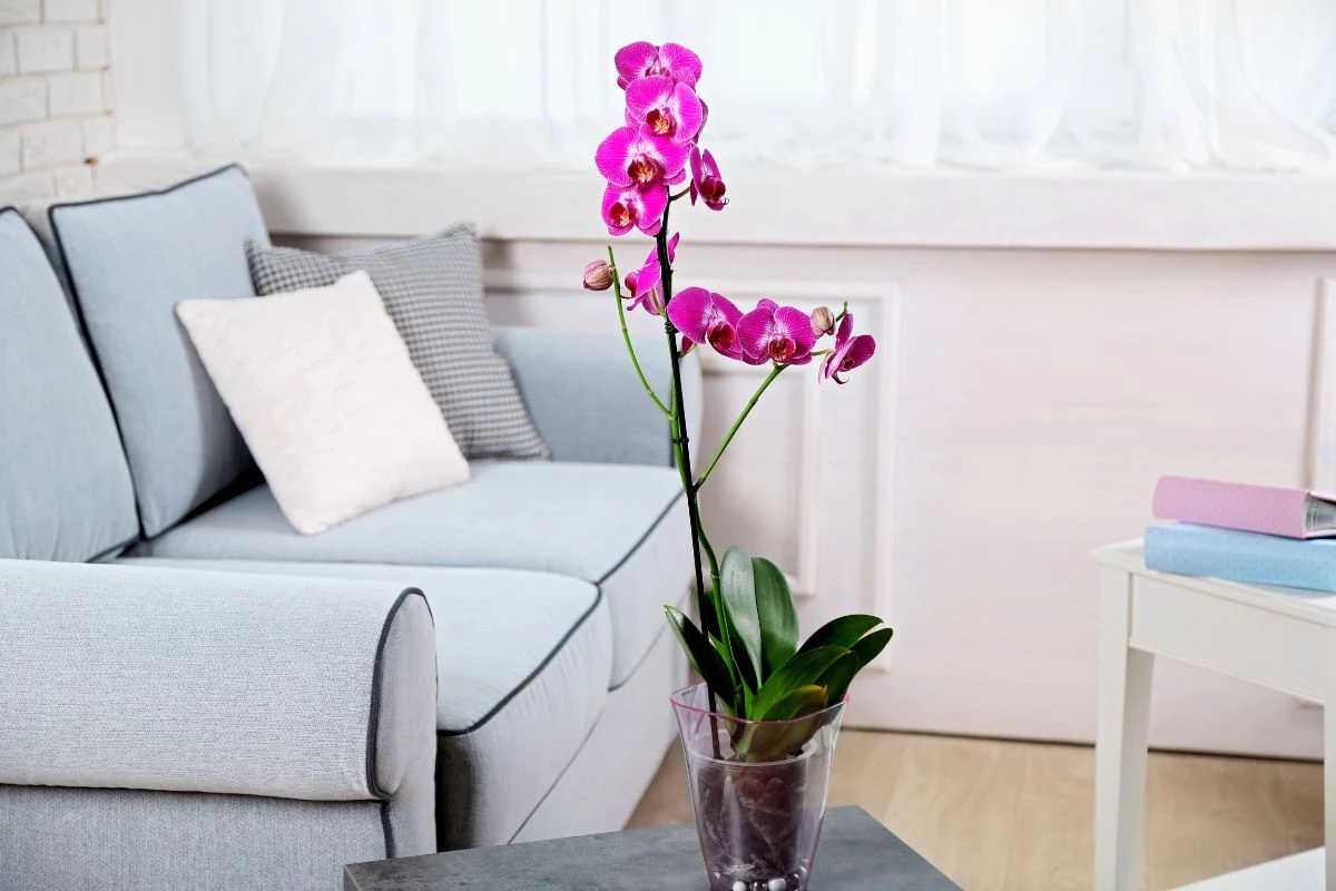 Orquídea decoração casa