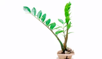 Planta da Fortuna 7 Motivos para Ter uma Zamioculca em Casa