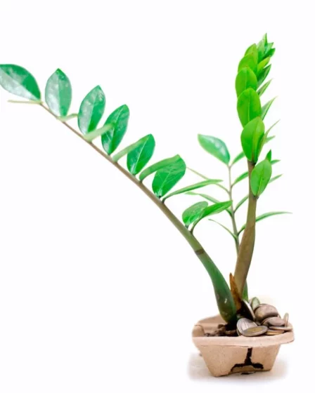 Planta da Fortuna 7 Motivos para Ter uma Zamioculca em Casa