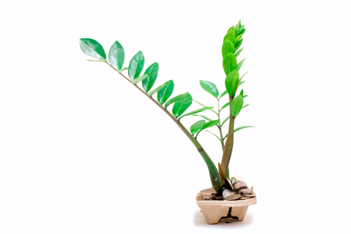 Planta da Fortuna 7 Motivos para Ter uma Zamioculca em Casa