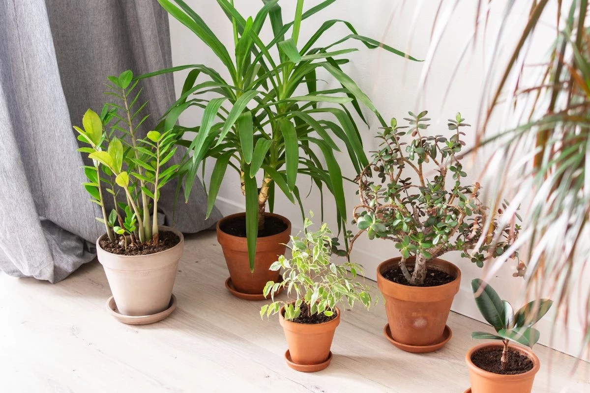 Plantas Para Dentro de Casa