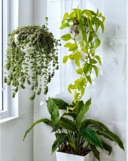 11 Plantas Que Protegem e Decoram Luxuosamente Sua Casa