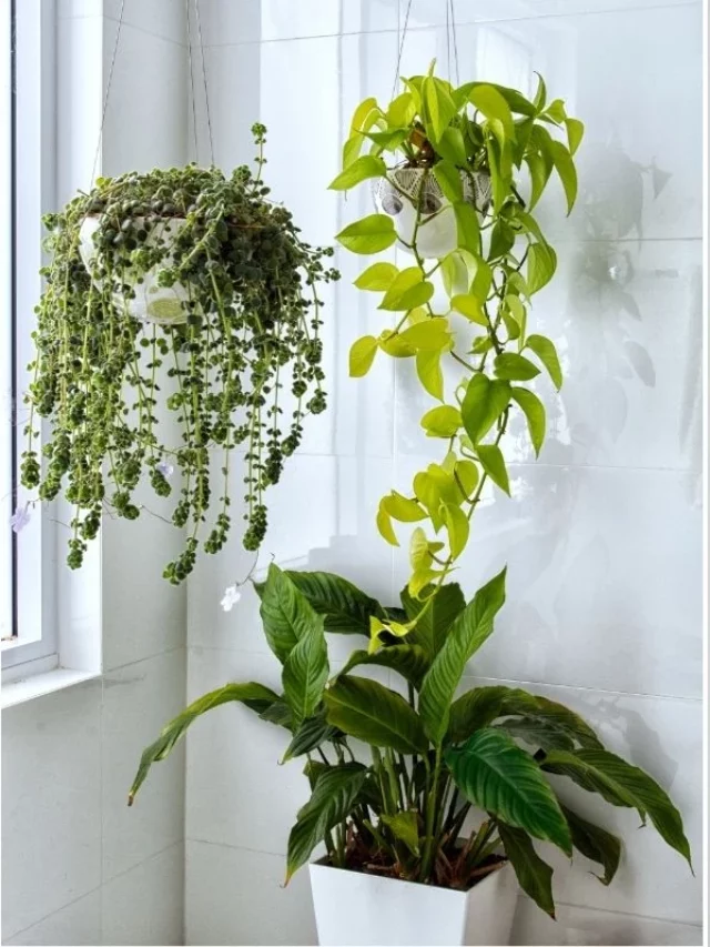 Plantas Protetoras: 11 Espécies Para Ter em Casa e Afastar Olho-Gordo