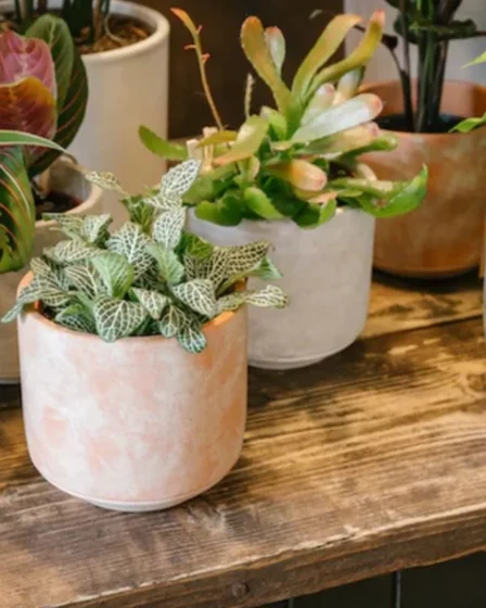 5 Plantas Para Dentro de Casa Que Atraem Prosperidade