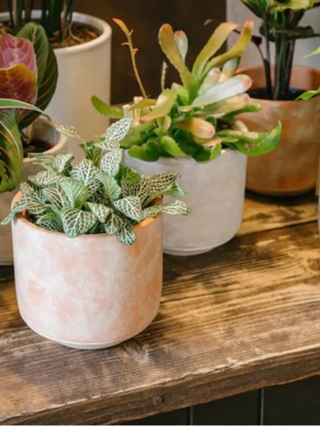 Plantas Para Dentro de Casa Que Promovem Riqueza e Prosperidade