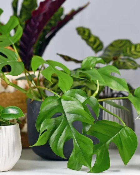 5 Plantas que Você Deve Evitar na Decoração Para Proteger Sua Casa