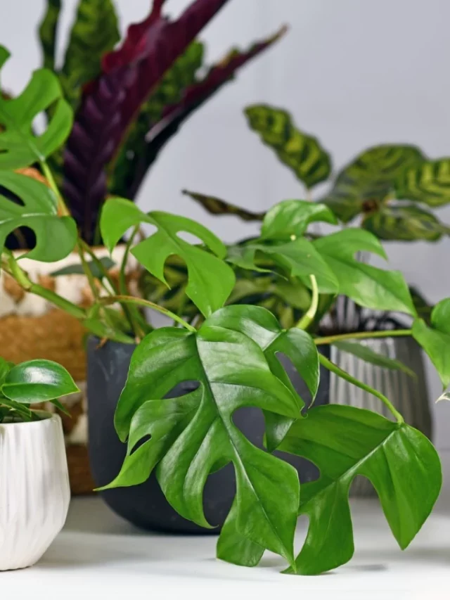 Urgente: 5 Plantas Para Não Ter em Casa de Jeito Nenhum
