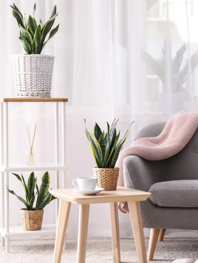 10 Ideias Criativas para Decorar com Espada de São Jorge