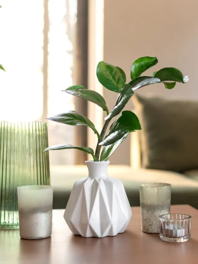 URGENTE: 7 Plantas Para Proteger e Decorar Sua Casa Este Ano