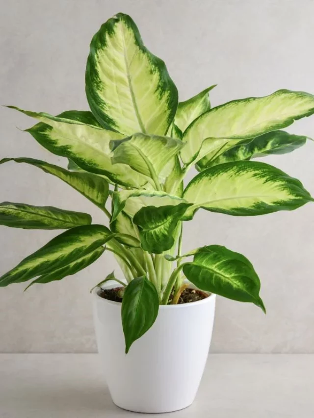Comigo-Ninguém-Pode: 4 Estilos Combinações Impressionantes Para Decorar