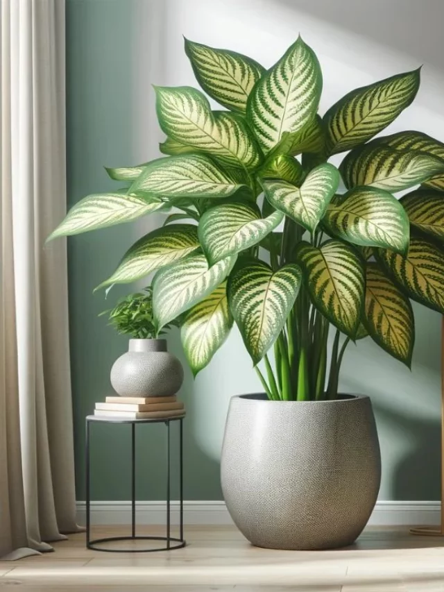 Comigo-Ninguém-Pode: Este é o Melhor Lugar Para Cultivar Ela Em Casa