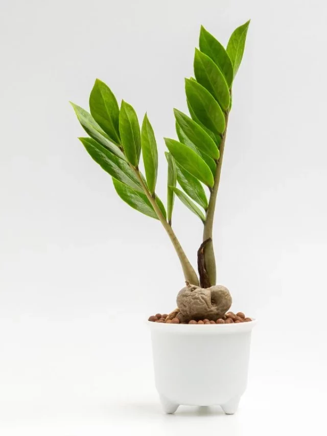 Zamioculca e Apricot Crush: Combinando Plantas com a Cor do Ano