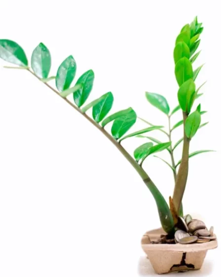 Planta da Fortuna 7 Motivos para Ter uma Zamioculca em Casa