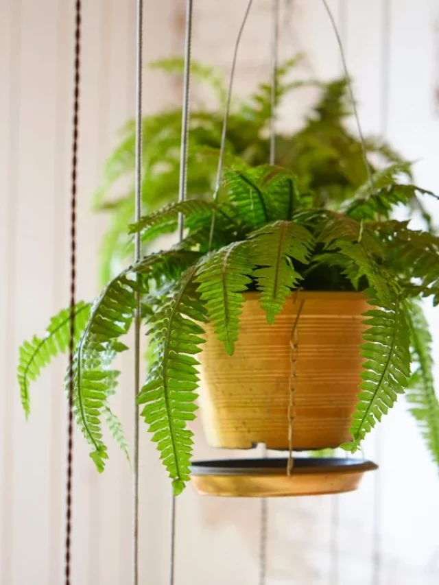 Entenda Porque é Bom Ter a Planta Samambaia em Casa