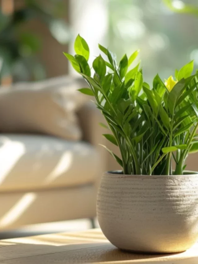 Zamioculca a Planta Tendência na Decoração em 2024: Por Esse Motivo