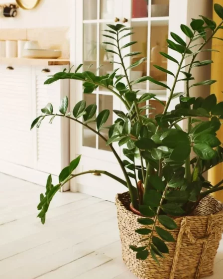 Zamioculca na Decoração Um símbolo de Prosperidade e Abundância