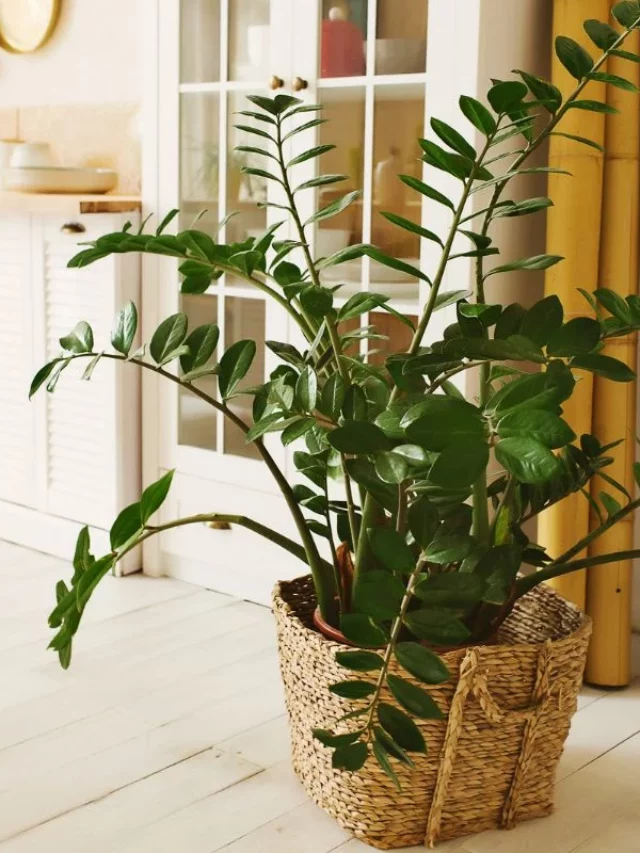 Zamioculca na Decoração Atraia Prosperidade e Abundância Para Sua Casa