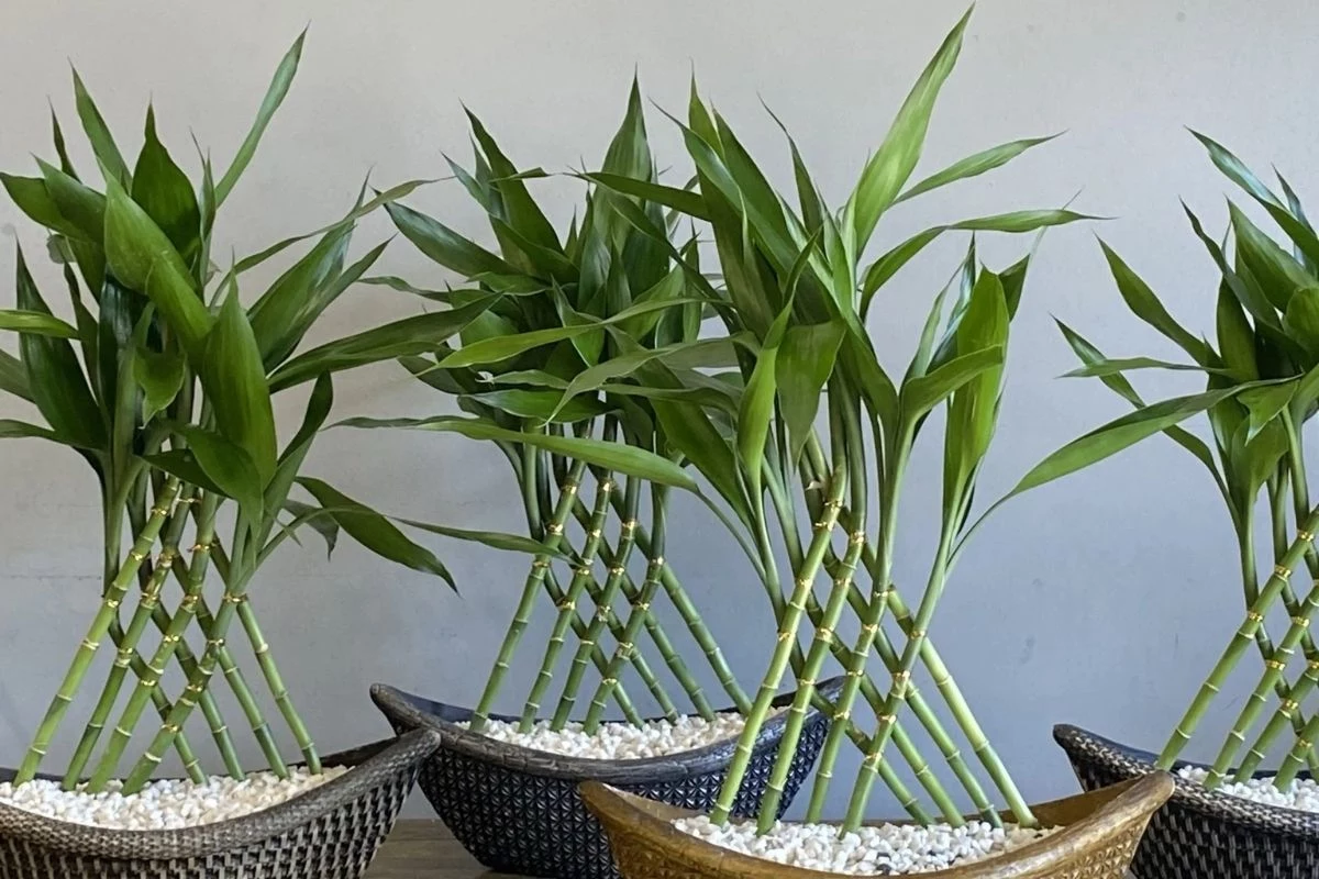 Bambu da Sorte (4)