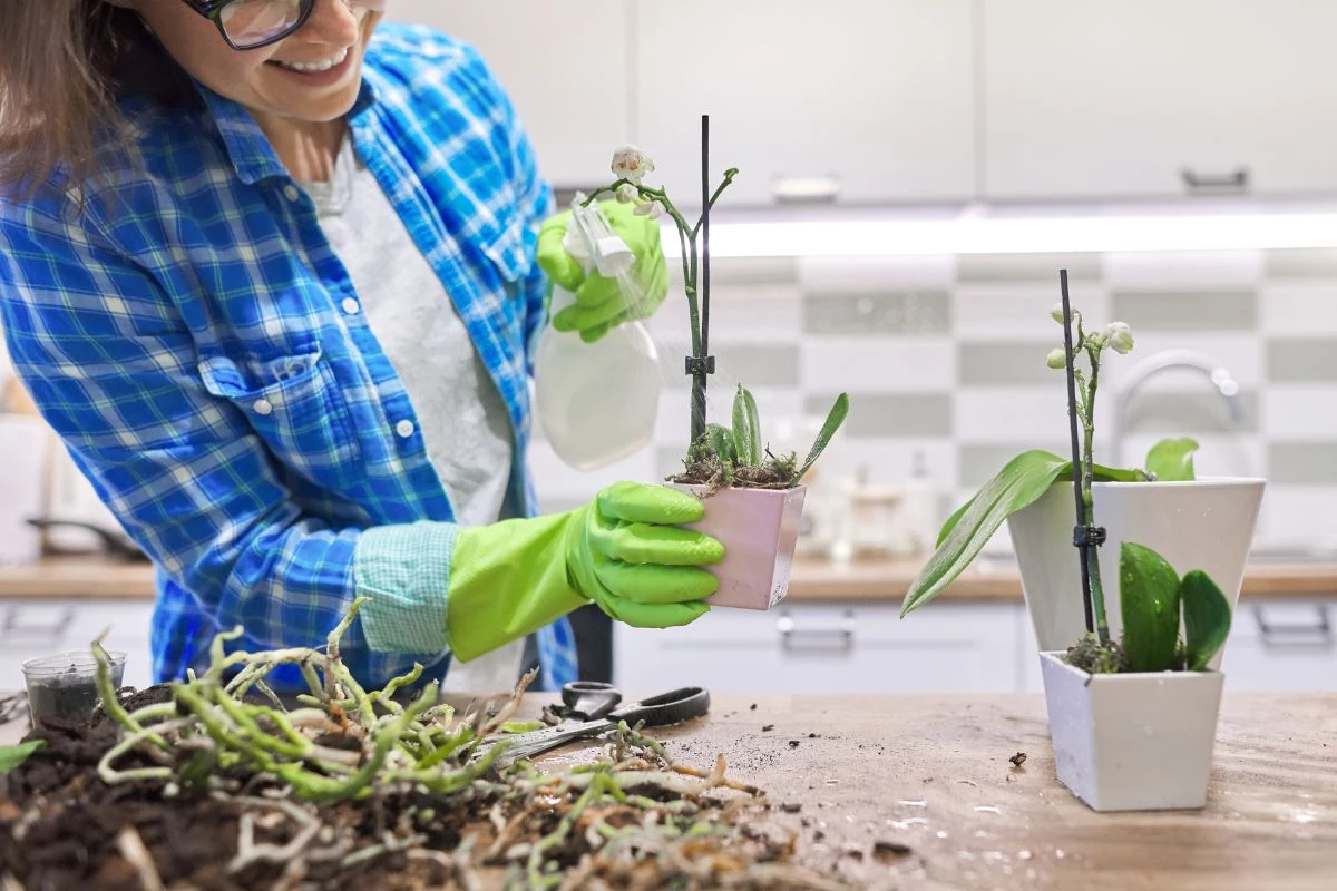 Como cuidar de orquídeas depois que as flores caem