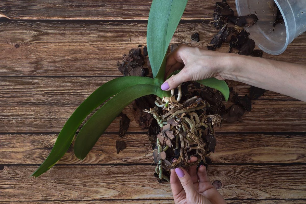 Como fazer muda de orquídea