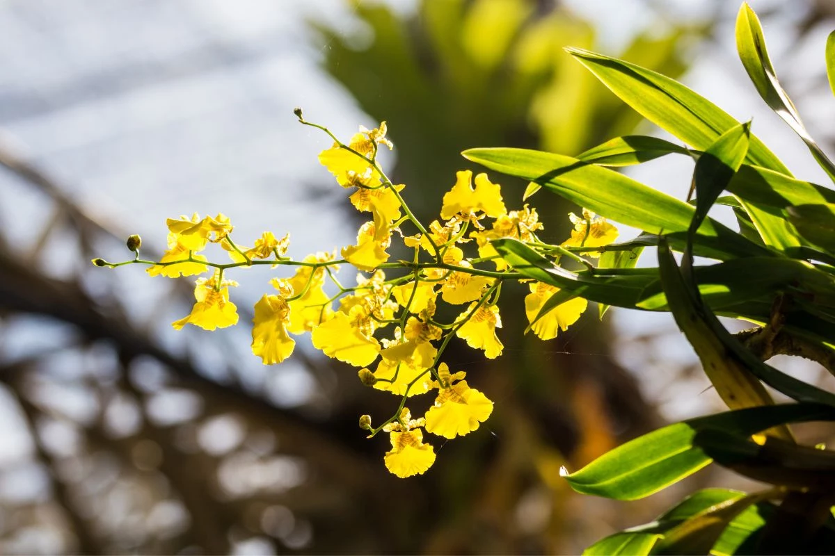 Como identificar se minha orquídea precisa de mais luz