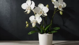 Orquídea Um Guia Completo Sobre Ela