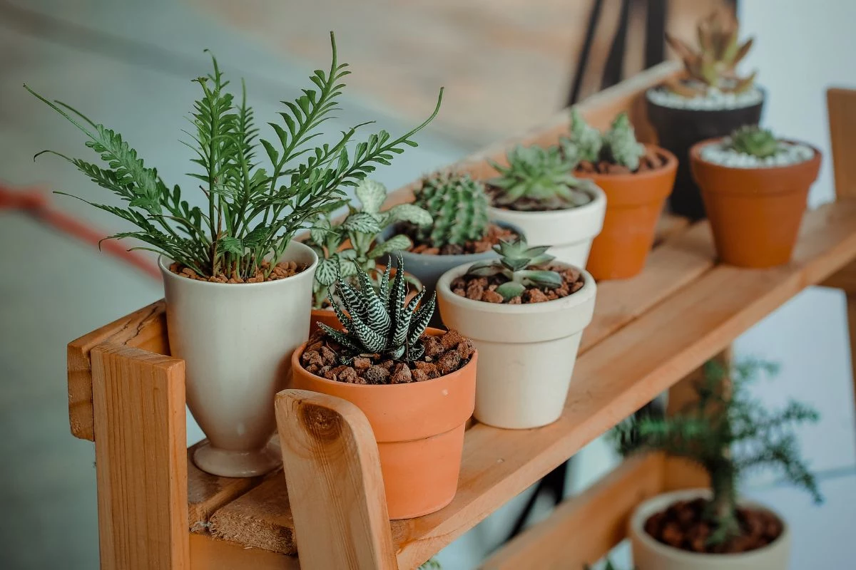 Planta Para Se Ter Dentro De Casa