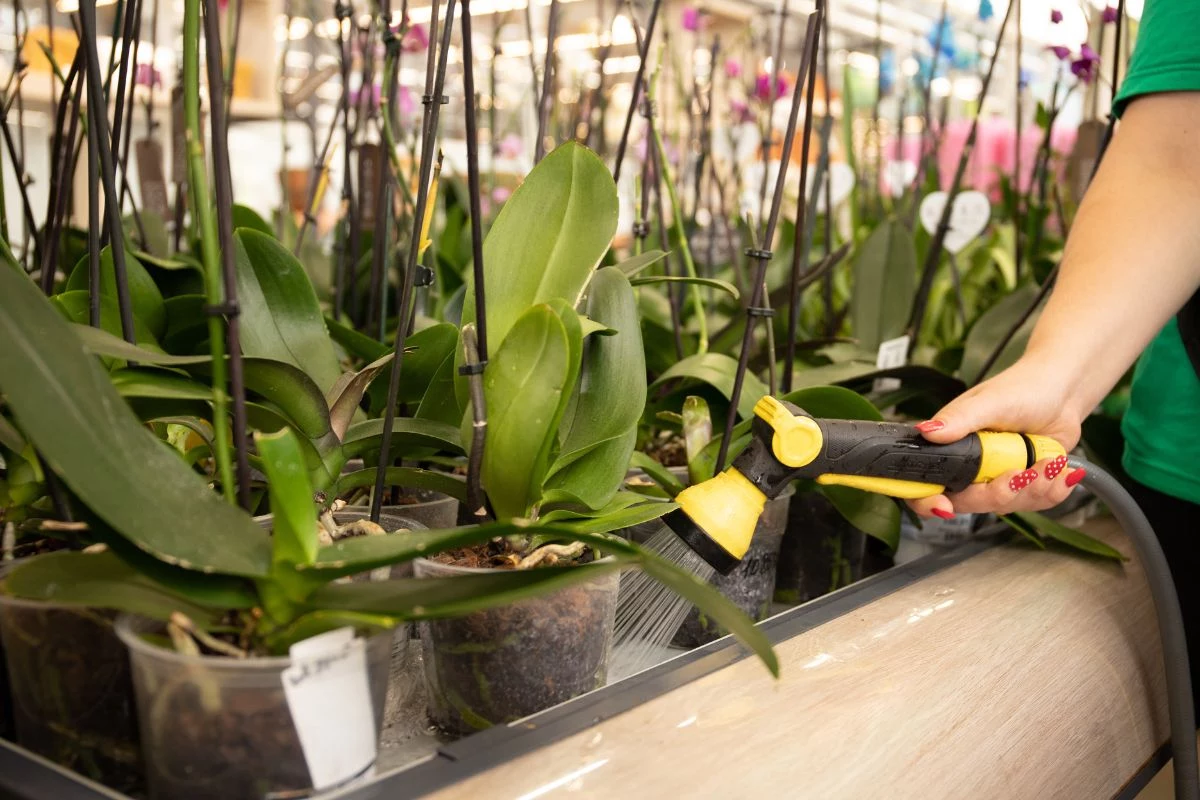 Posso usar gelo para regar minhas orquídeas