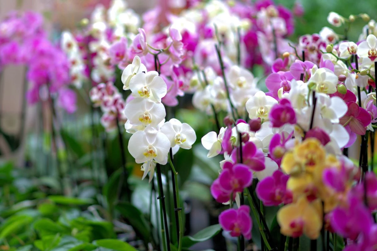 Quais são os tipos de orquídeas que existem