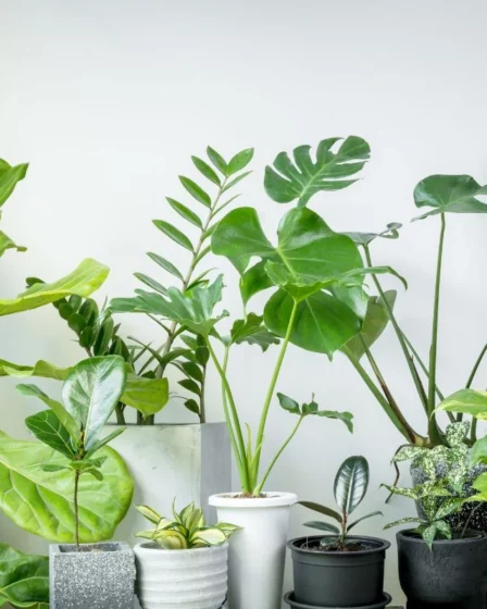 Qual a Melhor Planta Para Se Ter Dentro De Casa