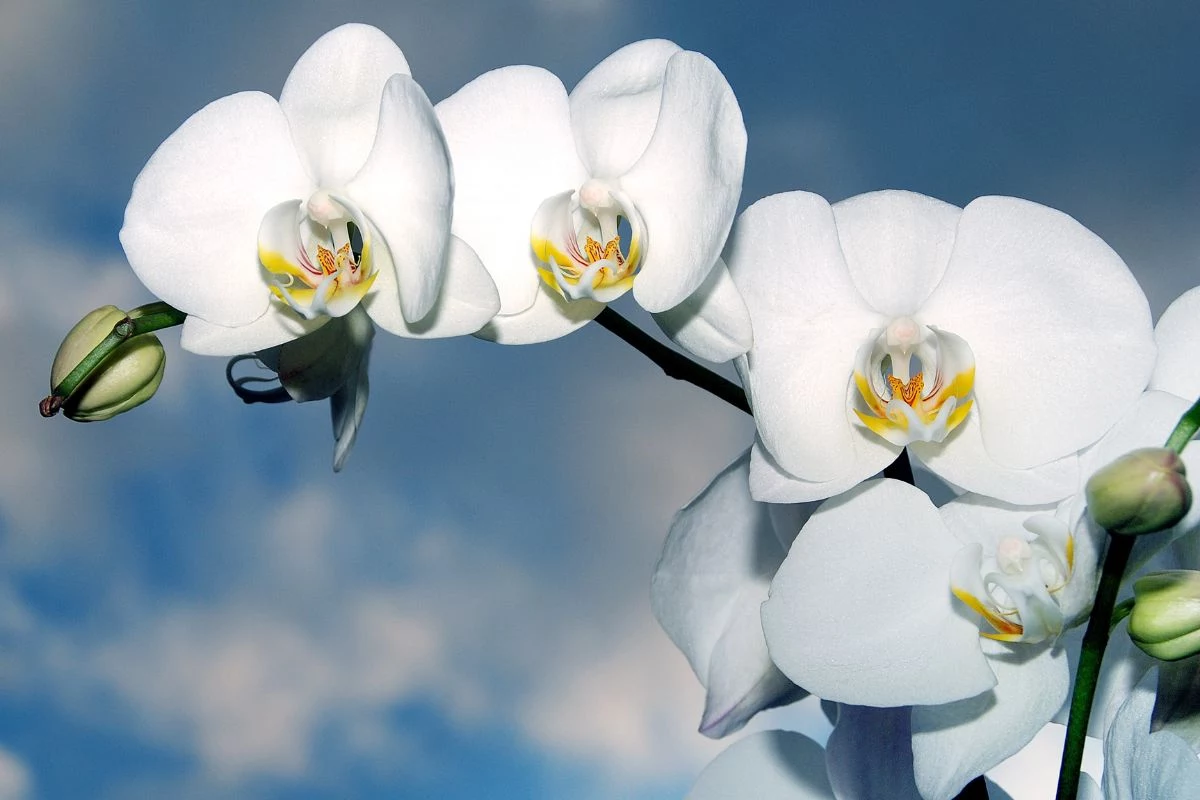 Quantas vezes as orquídeas florescem o ano