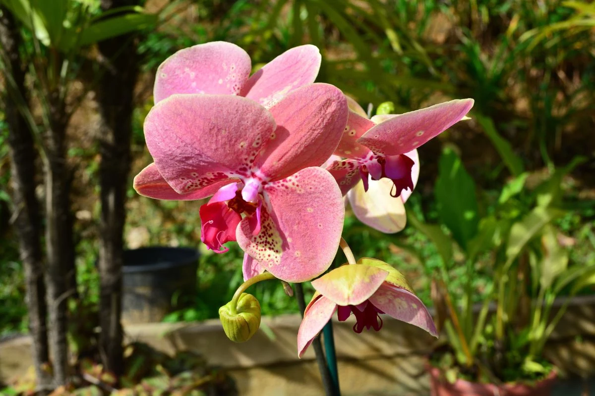 Quantos tipos de orquídeas existem no Brasil