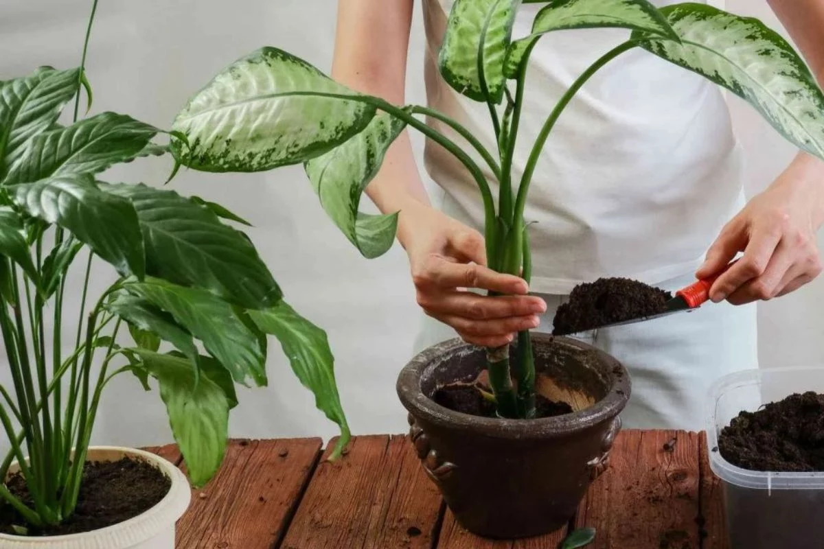 Terrários de comigo ninguém pode