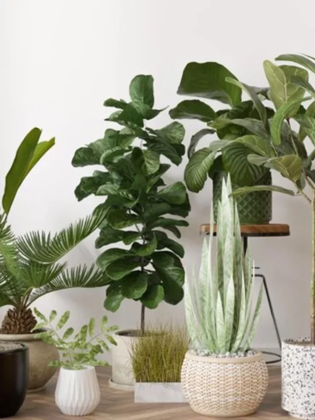 Xô Mosquito da Dengue: 4 Plantas Que Afastam Ele de Casa