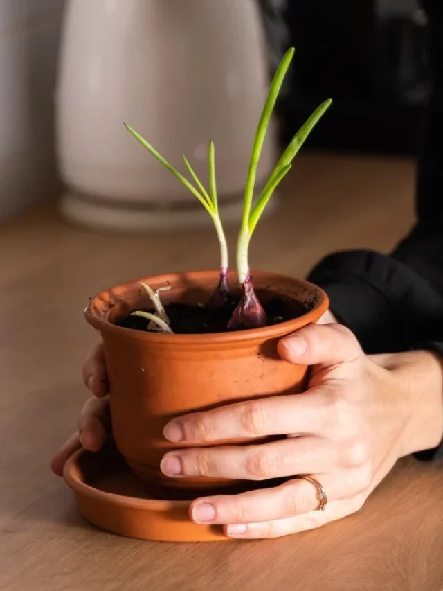 Plantas Repelentes: Veja As 10 Que Expulsam Mosquitos de Sua Casa