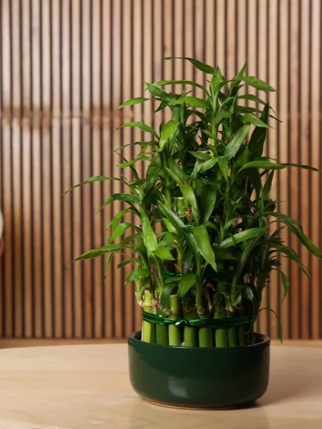 Bambu da Sorte: Entenda Porque é Bom Ter Essa Planta Em Casa