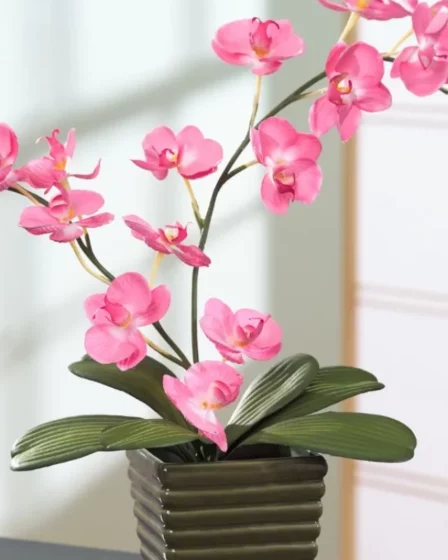 Como Fazer Muda Orquideas