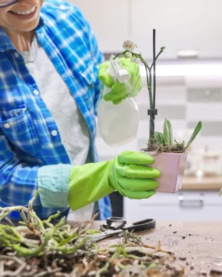 Como cuidar de orquídeas depois que as flores caem