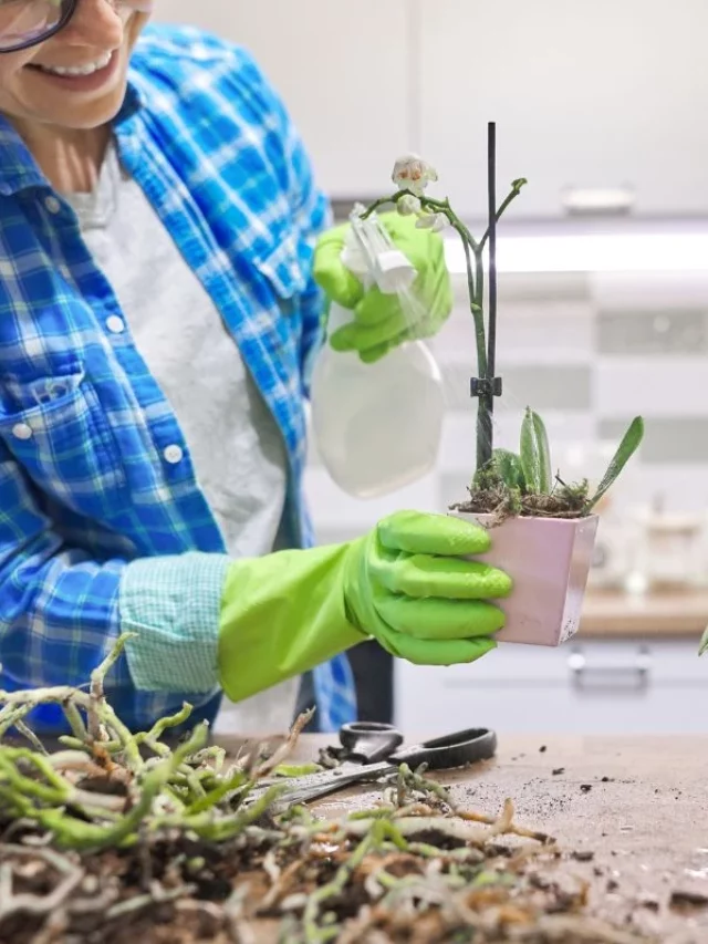 Como Cuidar de Orquídeas Depois Que as Flores Caem?