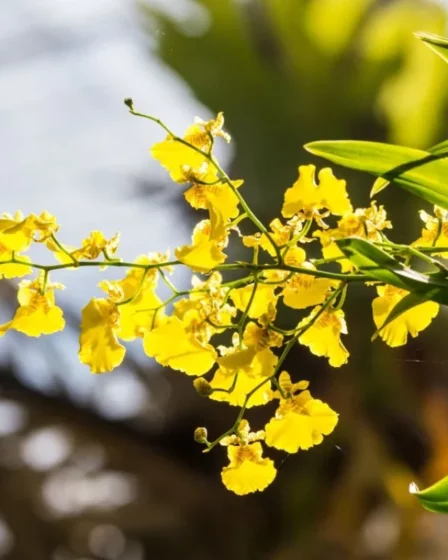 Como identificar se minha orquídea precisa de mais luz