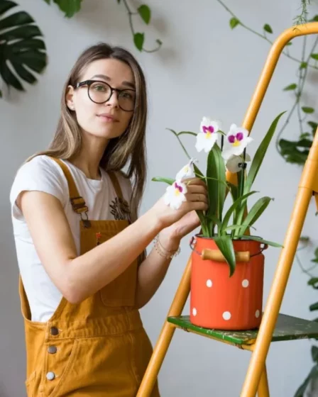 Como se deve cuidar de uma orquídea