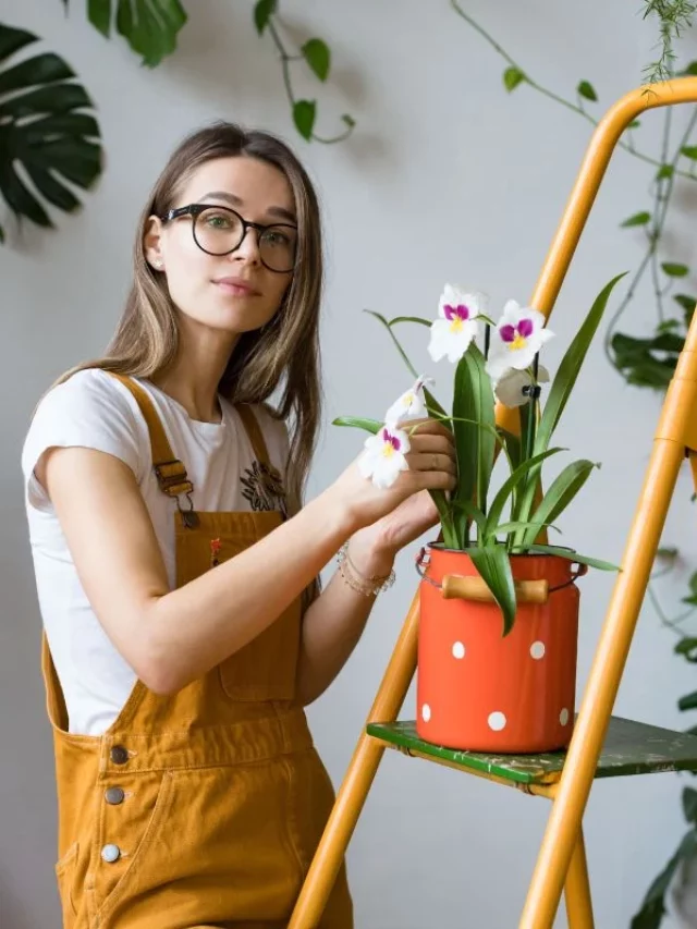 Como se deve cuidar de uma orquídea