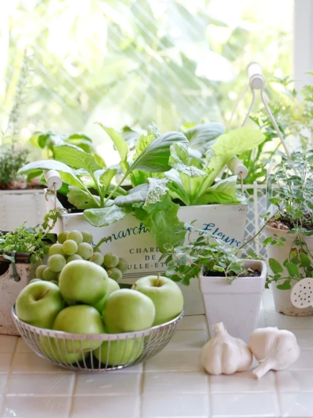 Horta em Apartamento: Como Fazer Uma e Modelos para Inspirar Você