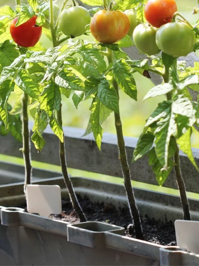 Horta em Apartamento: Chega de Tempeiros Caros Que Fazem Mal