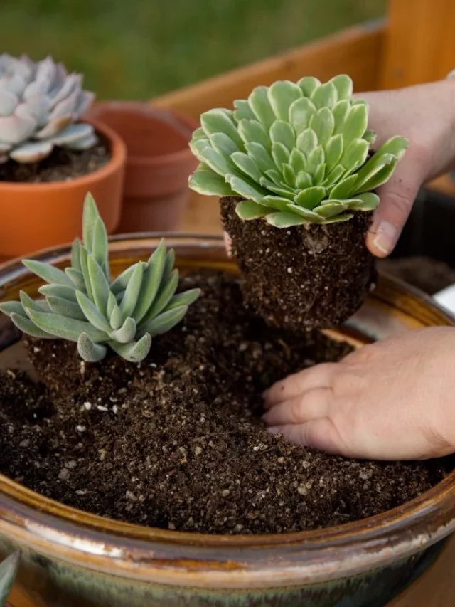 Plantando as Suculentas