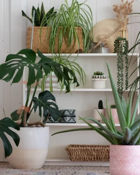 Plantas Que Repelem Mosquitos Naturalmente Para Ter Em Casa